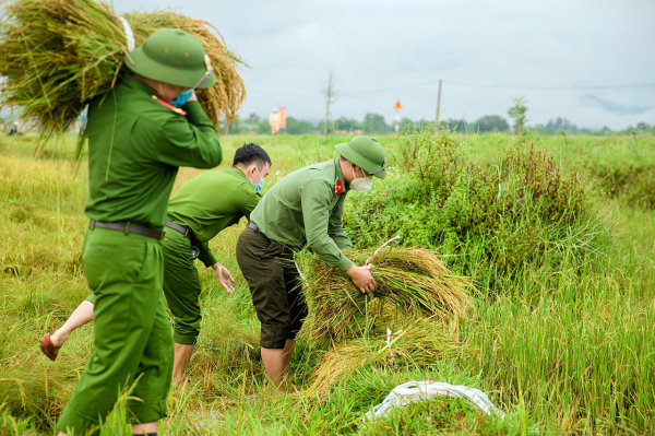 Công an huyện Hương Sơn giúp dân thu hoạch lúa chạy bão số 5 -1