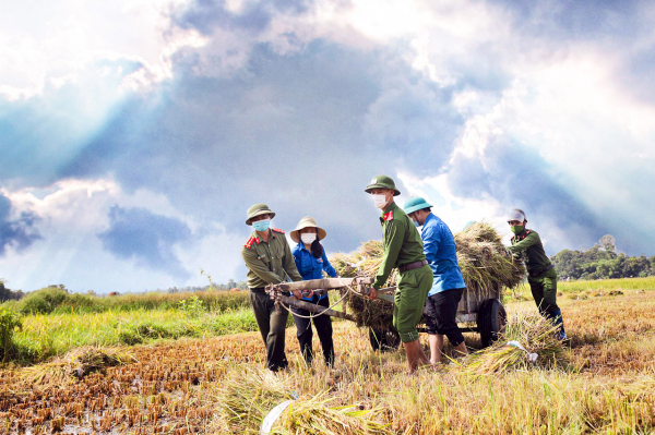 Công an huyện Hương Sơn giúp dân thu hoạch lúa chạy bão số 5 -1