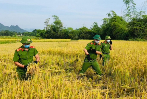 Chiến sỹ Công an gặt lúa giúp dân “chạy” bão số 5 -0