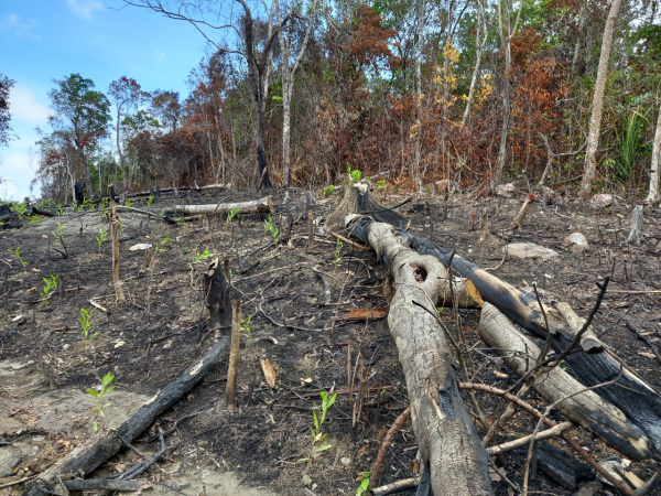 Bình Định: Điều tra, làm rõ các đối tượng phá hơn 5 ha rừng tự nhiên -0