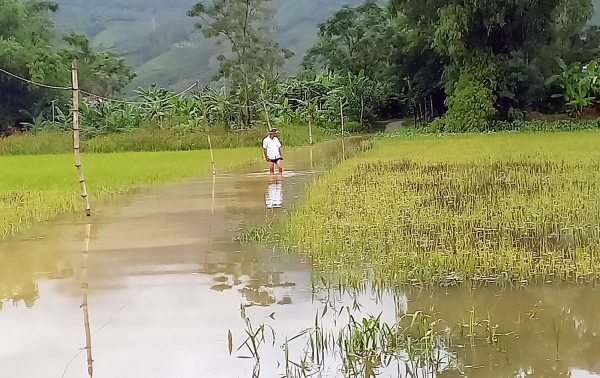 Hàng ngàn héc-ta lúa ngập úng, ngã đổ, nông dân Quảng Nam méo mặt -0