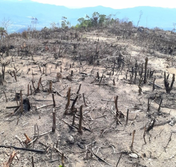 Vụ phá rừng tự nhiên khu vực giáp ranh giữa Bình Định với Gia Lai có dấu hiệu tội phạm -0