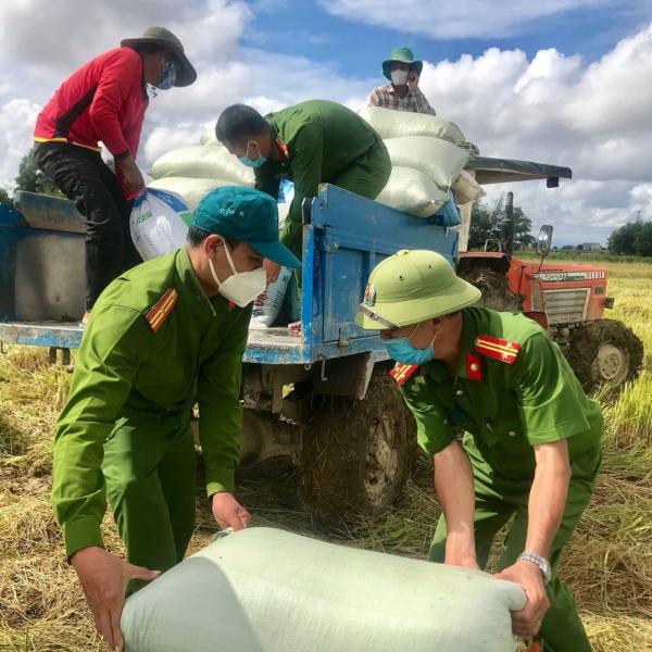 Công an Quảng Trị giúp dân vùng dịch gặt lúa tránh mưa bão  -0