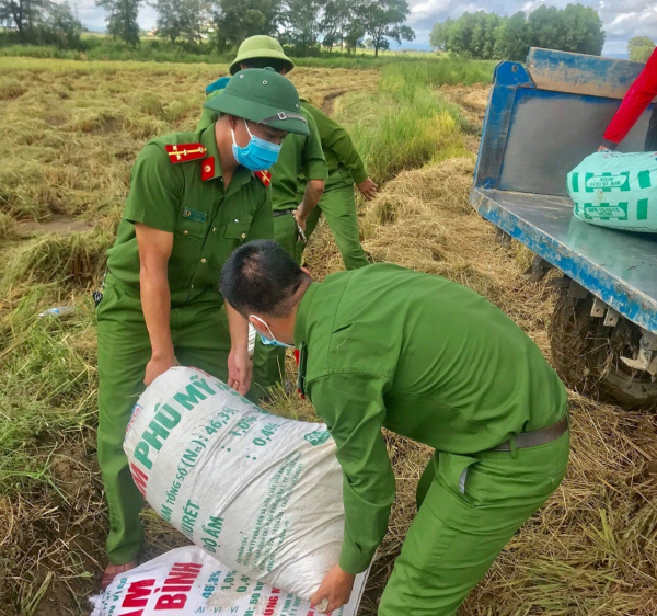 Công an Quảng Trị giúp dân vùng dịch gặt lúa tránh mưa bão  -1