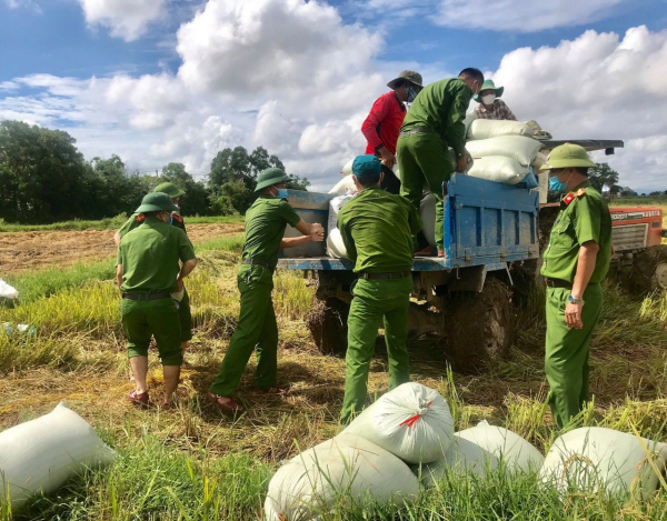 Công an Quảng Trị giúp dân vùng dịch gặt lúa tránh mưa bão  -2