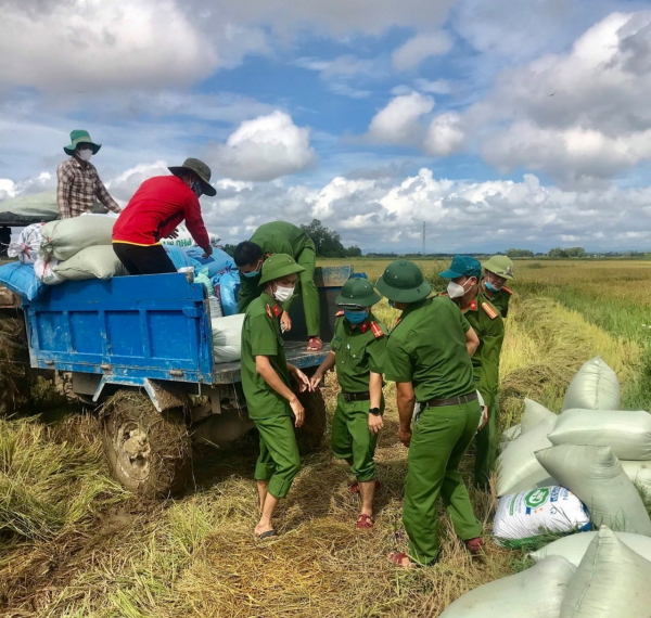 Công an Quảng Trị giúp dân vùng dịch gặt lúa tránh mưa bão  -3