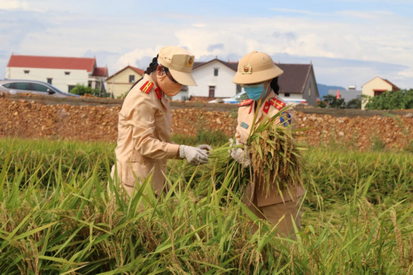 công an đồng hới gặt lúa giúp dân.jpg -0