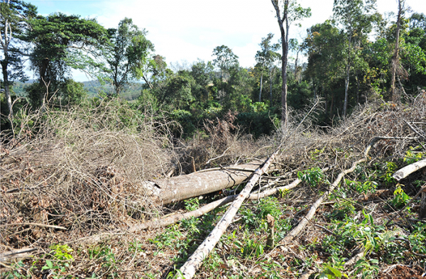 Đề nghị phối hợp ngăn chặn nạn phá rừng ở Ea Sô -0