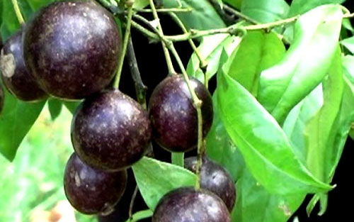 Sức khỏe của 8 học sinh ở Lào Cai bị ngộ độc nặng sau khi ăn quả hồng trâu giờ ra sao -0