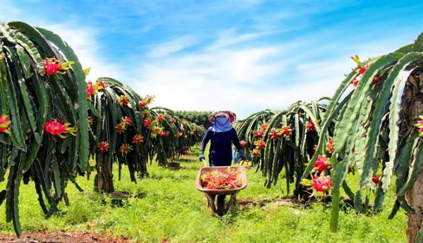 Binh Thuan dragon fruit expected to get protected status in Japan -0