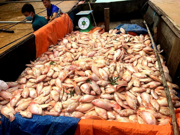 Hơn 750 tấn cá bè trên trên sông Đồng Nai bị chết do Thủy điện xả lũ và mưa nhiều -0
