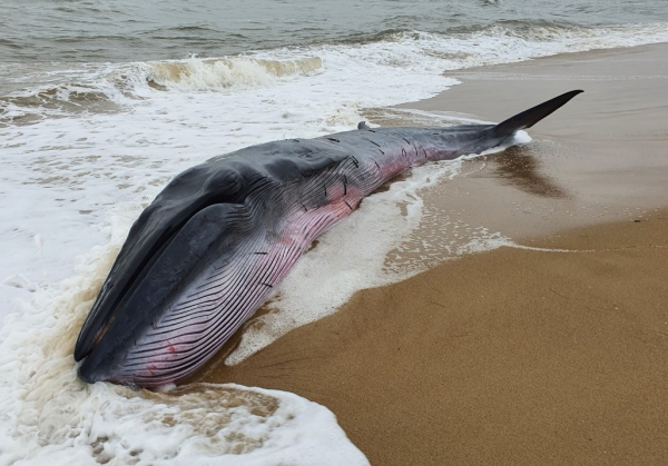Cứu cá voi nặng 3 tấn dạt vào bờ biển ở Huế -0