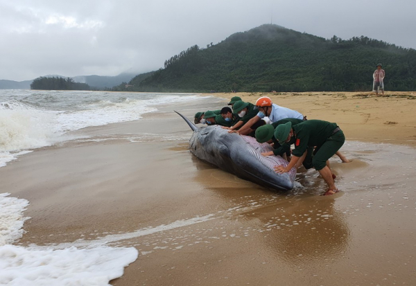 Cứu cá voi nặng 3 tấn dạt vào bờ biển ở Huế -0