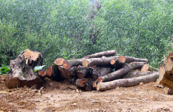 Thông tin mới nhất về việc khai thác những cây sưa hàng trăm năm tuổi tại Quảng Nam -0