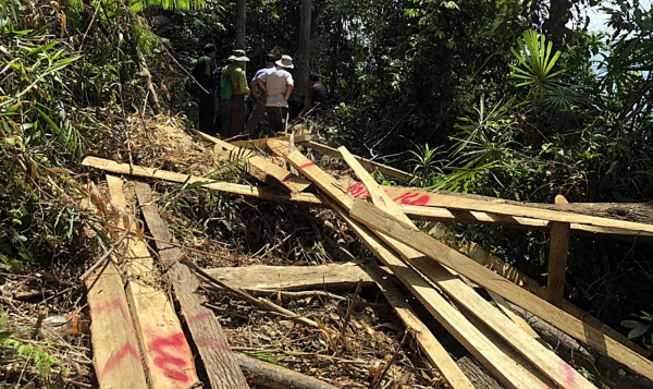 Điều tra vụ phá rừng phòng hộ tại Quảng Nam -0