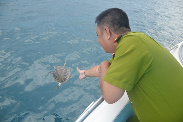 Nỗ lực bảo tồn rùa biển ở vịnh Nha Trang -0