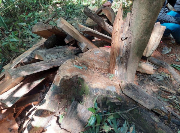 Lâm tặc “âm thầm” khai thác trái phép hơn 22,3m³ gỗ hương -0