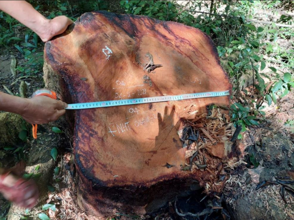 Lâm tặc “âm thầm” khai thác trái phép hơn 22,3m³ gỗ hương -1