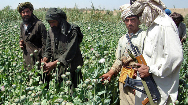 Taliban liệu thể xóa bỏ có “nền kinh tế thuốc phiện” ở Afghanistan? -0