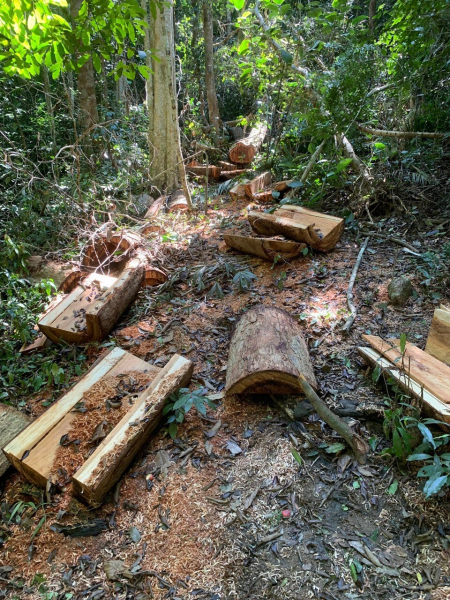 Bắt giữ 2 đối tượng khai thác gỗ hương trái phép -0