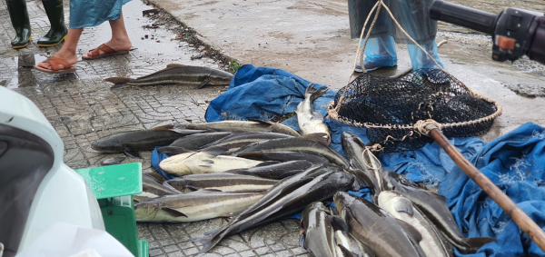 Đà Nẵng:  Mạnh tay xử lý tình trạng nuôi thủy sản lồng bè trái phép gây ô nhiễm môi trường  -2