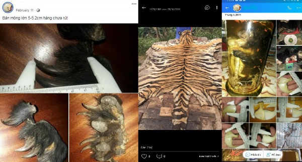 Bán động vật hoang dã “online”, bị phạt 157 triệu đồng -0