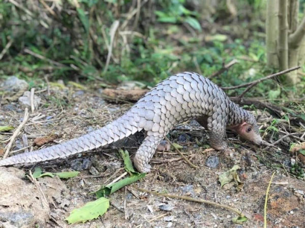 Endangered animal released into Cu Lao Cham special-use forest -0