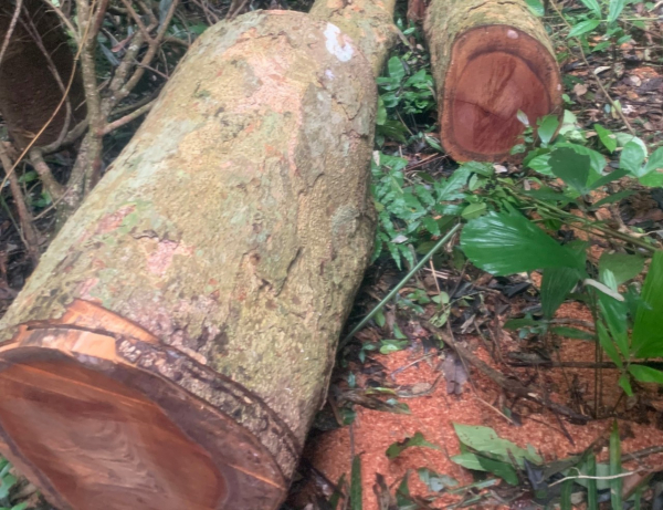 Tỉnh Quảng Trị chỉ đạo kiểm tra, xử lý vụ rừng đại ngàn Khu bảo tồn thiên nhiên Bắc Hướng Hoá bị đốn hạ hàng loạt -0