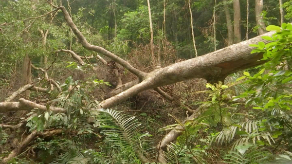 Ai đã tàn sát rừng đại ngàn Khu bảo tồn thiên nhiên Bắc Hướng Hoá? -2