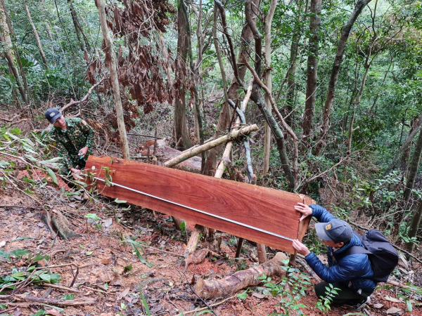 Phóng viên Báo CAND tiếp tục phát hiện nhiều điểm rừng Khu bảo tồn thiên nhiên Bắc Hướng Hoá bị tàn sát -4
