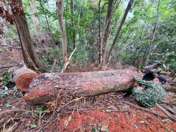 Phóng viên Báo CAND tiếp tục phát hiện nhiều điểm rừng Khu bảo tồn thiên nhiên Bắc Hướng Hoá bị tàn sát -5