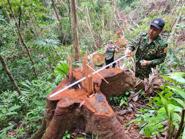 Phóng viên Báo CAND tiếp tục phát hiện nhiều điểm rừng Khu bảo tồn thiên nhiên Bắc Hướng Hoá bị tàn sát -0