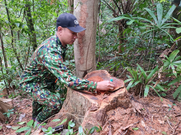 Phóng viên Báo CAND tiếp tục phát hiện nhiều điểm rừng Khu bảo tồn thiên nhiên Bắc Hướng Hoá bị tàn sát -1
