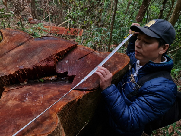 Phóng viên Báo CAND tiếp tục phát hiện nhiều điểm rừng Khu bảo tồn thiên nhiên Bắc Hướng Hoá bị tàn sát -2