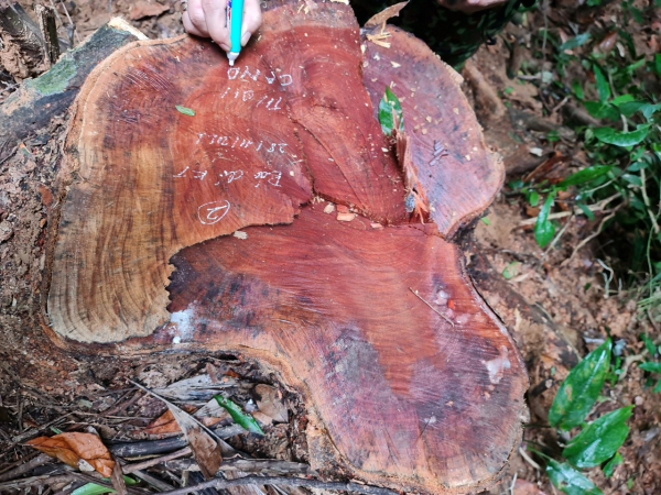 Phóng viên Báo CAND tiếp tục phát hiện nhiều điểm rừng Khu bảo tồn thiên nhiên Bắc Hướng Hoá bị tàn sát -3