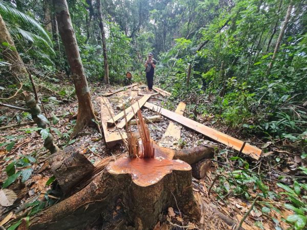 Tiếp tục kiểm tra rừng bảo tồn thiên nhiên Bắc Hướng Hoá bị cưa hạ hàng loạt -0