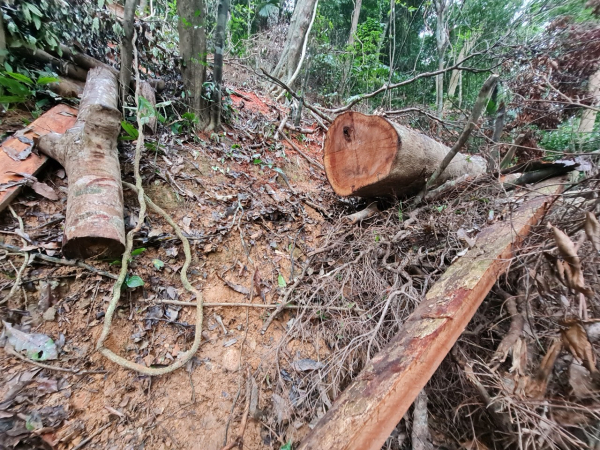 Tiếp tục kiểm tra rừng bảo tồn thiên nhiên Bắc Hướng Hoá, Quảng Trị bị đốn hạ hàng loạt -0