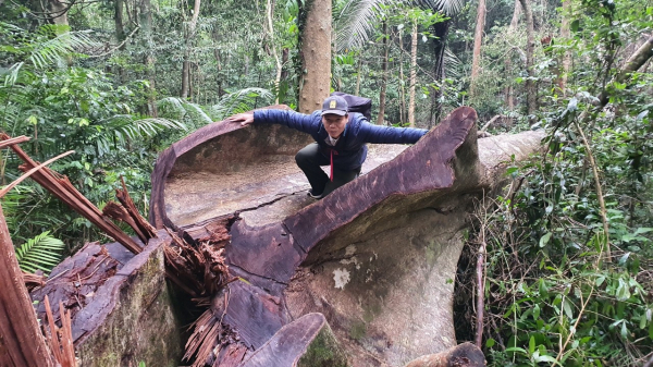 Vụ rừng bảo tồn Bắc Hướng Hoá bị chặt phá: Lập tổ chốt chặn bảo vệ rừng tại Cát – Trĩa, xã Hướng Sơn -0