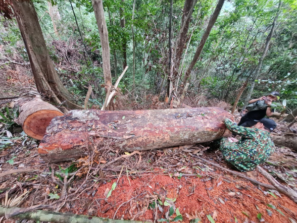 Phát hiện 89 cây rừng vùng lõi Khu bảo tồn thiên nhiên Bắc Hướng Hoá bị đốn hạ -1