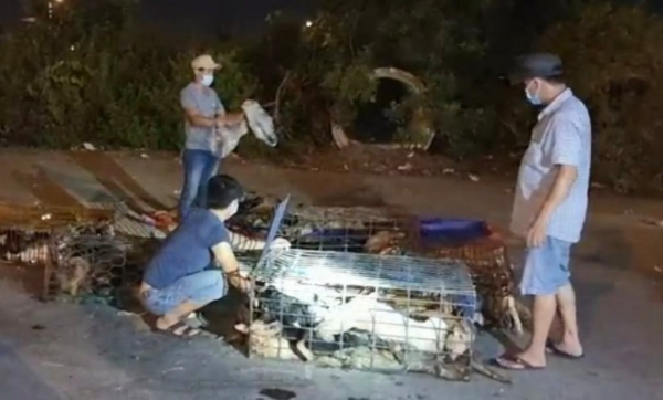 Hội An:  Thành phố đầu tiên của Việt Nam nói không với tiêu thụ thịt chó, mèo -0