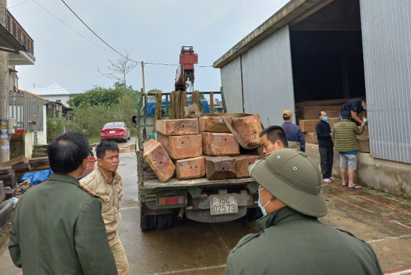 Theo dấu xe tải, phát hiện số lượng lớn gỗ lậu tại xưởng cưa -0