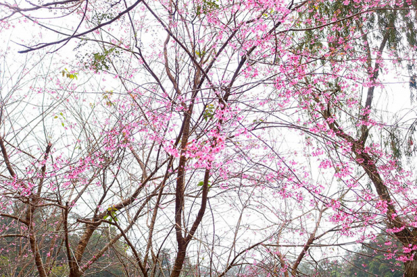 Brilliant cherry blossoms in Mang Den plateau -0