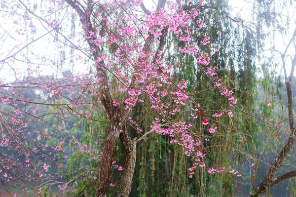 Brilliant cherry blossoms in Mang Den plateau -1