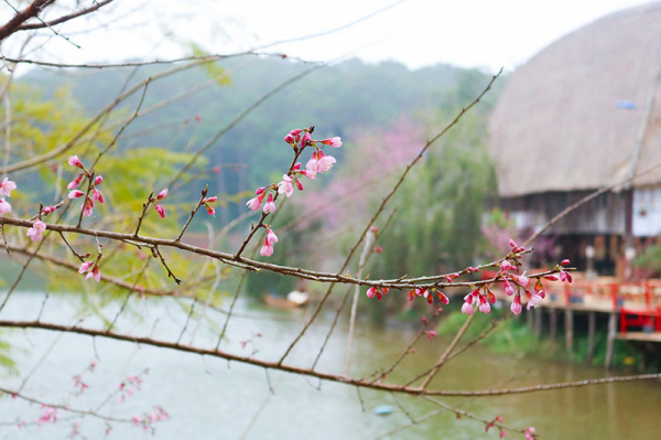 Brilliant cherry blossoms in Mang Den plateau -2