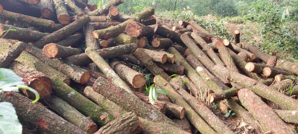Hàng loạt cây gỗ lớn bị chặt hạ khi cắt tỉa rừng thông -0