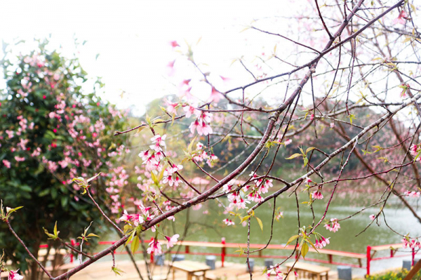 Brilliant cherry blossoms in Mang Den plateau -3