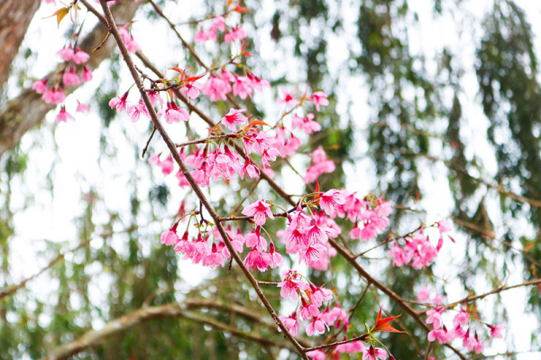 Brilliant cherry blossoms in Mang Den plateau -4