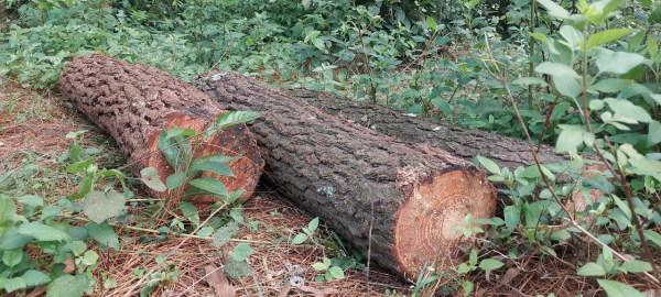 Hàng loạt cây gỗ lớn bị chặt hạ khi cắt tỉa rừng thông -0