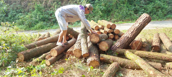 Hàng loạt cây gỗ lớn bị chặt hạ khi cắt tỉa rừng thông -0