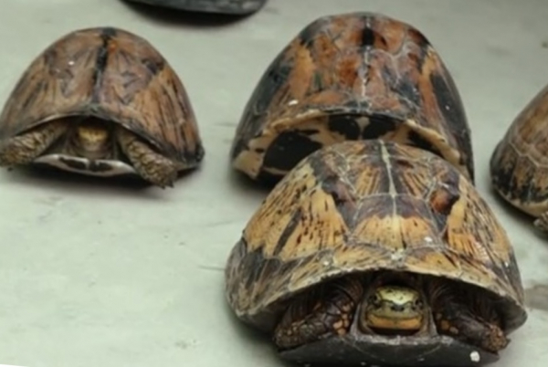 Phát hiện 100 cá thể rùa quý hiếm giấu trong cốp xe ô tô -0